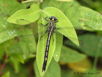 Arigomphus villosipes, female